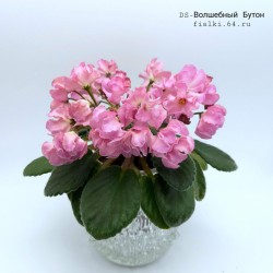 DS-Волшебный Бутон (Dimetris)